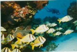 Picture was taken drifitng along Tormentos reef Dive part... by John Strickland 